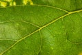 Backside of a sunflower green leaf close up telephoto shot Royalty Free Stock Photo