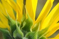 Backside of a sunflower Royalty Free Stock Photo