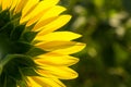 Backside of sunflower half area petal closeup Royalty Free Stock Photo