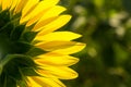 Backside of sunflower half area petal closeup Royalty Free Stock Photo