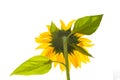 Backside of sunflower Royalty Free Stock Photo