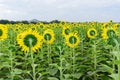 Backside of Sunflower Royalty Free Stock Photo