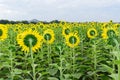 Backside of Sunflower