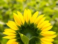 Backside of sunflower petal