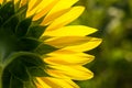 Backside of sunflower petal closeup Royalty Free Stock Photo