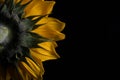 Backside of Sunflower Royalty Free Stock Photo