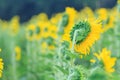 Backside of Sunflower Royalty Free Stock Photo