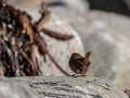 Backside and tail of the Eurasian wren, Troglodytes troglodytes. Bird sitting on a rock, seaweed and rocks in the Royalty Free Stock Photo