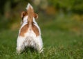 Backside and tail of a funny jack russell terrier pet dog Royalty Free Stock Photo