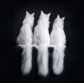 Backside of three solid white Maine Coon cats on black background with hanging tails