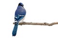 Backside view of a bluejay perched on a branch Royalty Free Stock Photo