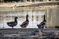 Backside view of flock of male mallards