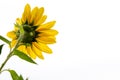 Backside view or rear side of bright Sunflower with white background horizontal text space Royalty Free Stock Photo