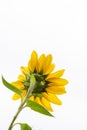 Backside view or rear side of bright Sunflower with white background vertical text space Royalty Free Stock Photo