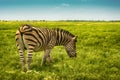 Backside view single zebra in wild steppe