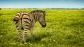 Backside view single zebra in wild steppe
