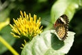 Backside view of yellow orange colorful butterfly with its wings upwards sitting on green leaf facing yellow flower. Royalty Free Stock Photo