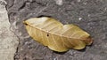 Backside of walnut leaf with straight yellow leaf veins closeup