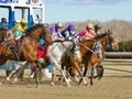 Blinkers On -New Years Day at Aqueduct Royalty Free Stock Photo