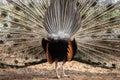 backstage of beautiful peacock back side with feathers out while walking in the zoo. Royalty Free Stock Photo