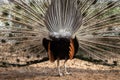 backstage of beautiful peacock back side with feathers out while walking in the zoo. Royalty Free Stock Photo