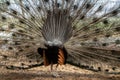 backstage of beautiful peacock back side with feathers out while walking in the zoo. Royalty Free Stock Photo