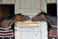 Backstretch Gossip at Horse Haven, Saratoga