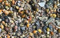 BackThe background with assorted shells and stones at sea shore