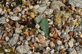 BackThe ground with assorted shells and stones at sea shore