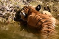 Backview of Bengal Tiger sleeping in a waterhole Royalty Free Stock Photo
