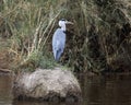 Backview of a Blue Heron with head turned to right standing on small island in pond