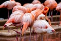 Backview of flamingoes at a pond
