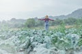 Backview Happy Female farmer standing on organic cabbage farm