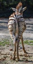 Backview of a young zebra