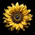 Intensely Detailed Sunflower Portrait On Black Background