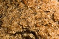 Backware of rye bread macro Royalty Free Stock Photo