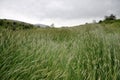 Backwash grain fields Royalty Free Stock Photo