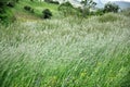 Backwash green grain fields Royalty Free Stock Photo