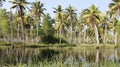 Backwater And Coconut Plantation.Quiet place