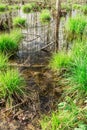 backwater in the forest, In the water the blue sky and tree trunks are reflected, on bunches grows the first spring grass Royalty Free Stock Photo