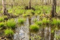 backwater in the forest, In the water the blue sky and tree trunks are reflected, on bunches grows the first spring grass among Royalty Free Stock Photo