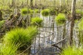 Backwater in the forest, In the water the blue sky and tree trunks are reflected, on bunches grows the first spring grass among Royalty Free Stock Photo