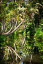 Backwater in jungle Royalty Free Stock Photo