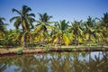 indian Backwater Kerala India Royalty Free Stock Photo