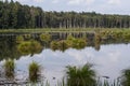 Backwater in the middle of forest