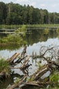 Backwater in the middle of forest