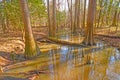 Backwater Slough in the Bottomland Forest Royalty Free Stock Photo