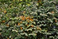 Averrhoa carambola tree full of ripe fruits