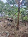 backyard bananas plant Royalty Free Stock Photo