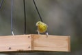 Backyard Birding in Florida